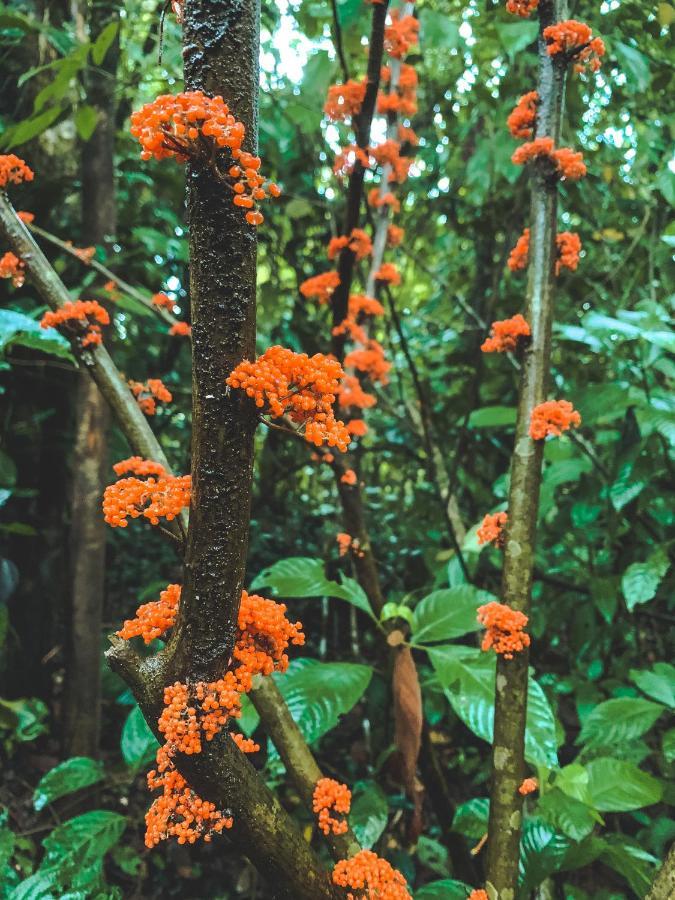 Oski Lodge, Rain Forest Rincon De La Vieja Upala Buitenkant foto